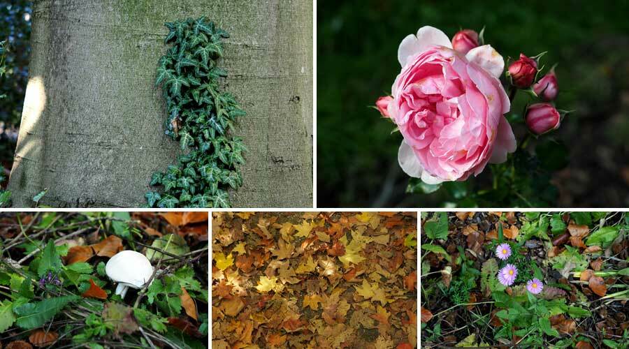 Collage: Efeu, Blüten, Pilz, Laub