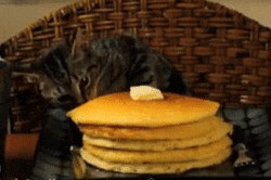 Katze: Pancake
